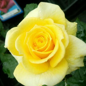 �y��g�_�����璼���I�z�H�c �o���c 2�N�劔 4�� CL�S�[���h�o�j�[ Climbing Roses C0915 �N���C�~���O ���[�Y �N���X�}�X ���|�C���g�o�b�N�� �������� 2025 �v���[���g �M�t�g