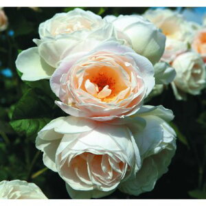 yg_璼Iz oc 2N劔 4 GE^[ZNX^[[Y Climbing Roses C0996 NC~O [Y KNc Ɨp Ԗ NX}X ubNtCf[ 5̂ 