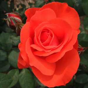 y11{` g_璼IzHc oc 2N劔 4 XJ[bgNC[GUxX Floribunda Roses F0307 KNc Ɨp Ԗ nEB nEC NX}X 