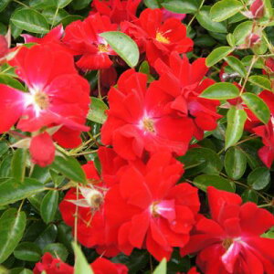 yg_璼Iz Hc oc 2N劔 4 }Ci[tFA Climbing Roses G1316 NC~O [Y KNc Ɨp Ԗ NX}X  ps2201 2025 v[g Mtg