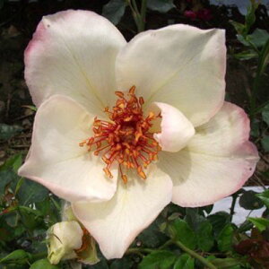 yg_璼Iz oc 2N劔 4 zCgEBOX Hybrid tea Roses H0233 KNc Ɨp Ԗ NX}X X[p[Z[  ps2201 2025 v[g Mtg
