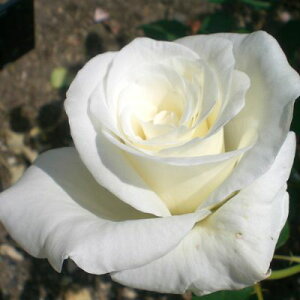 yg_璼Izoc 2N劔 4 zCgNC[GUxX Hybrid tea Roses H0234 KNc Ɨp Ԗ NX}X X[p[Z[  2025 v[g Mtg