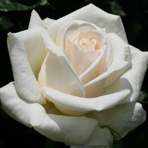 yg_璼Iz Hc oc 2N劔 4 ~XeBN[ Hybrid tea Roses H0245 KNc Ɨp Ԗ NX}X ubNtCf[ 5̂  2025 v[g Mtg
