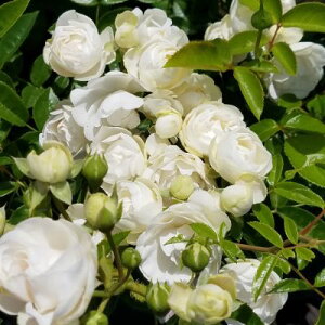 yg_璼Izoc 2N劔 4 zCgfBbNRX^[ Miniature Roses M0362 KNc Ɨp Ԗ NX}X X[p[Z[  2025 v[g Mtg