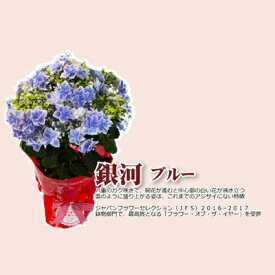 楽天市場 アジサイ銀河の通販