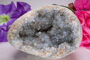 �Z���X�^�C�g �V�� �V��E ���� 1498g �V�g �W�I�[�h ���� �h�[�� �p���[�X�g�[�� �V�R��