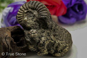  pCCgAiCg vEZX 181g pCCg AiCg 