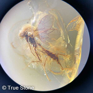 oeBbNAo[ ͂  Ao[ 1ct gAjAY  RnN V[Ao[ C͂ 