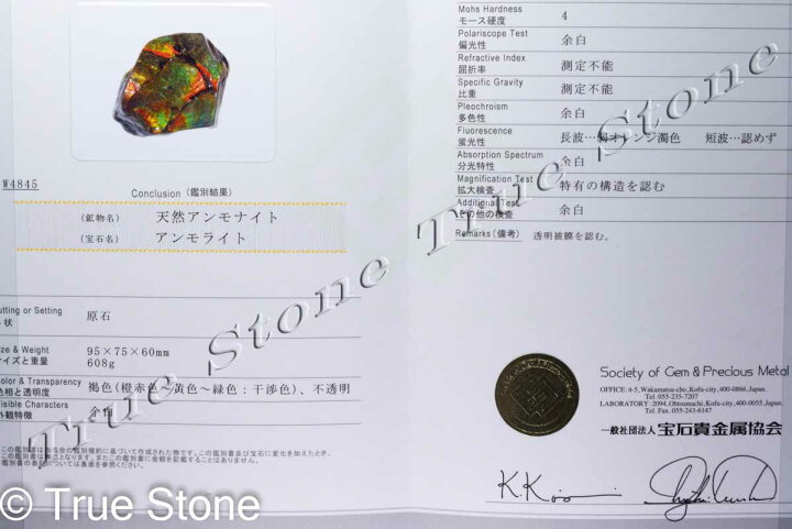 楽天市場】鑑別書付き 希少 AAA アンモライト 原石 608g ドラゴン 