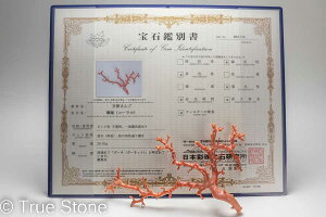 ӕʏt AJ ~bhEF[  ԎX [CX  [CK[l [CK[lbg R[ X