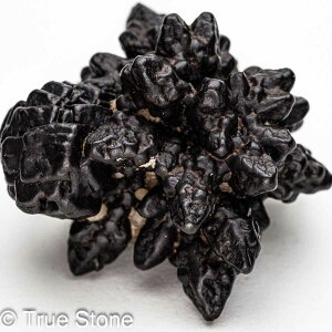 vtFV[Xg[ \ \̐ Tn ґz OEfBO AXeCh f