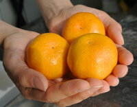 送料無料佐賀県産JAからつうまか美人約2.5kg×2箱2〜3Sサイズ