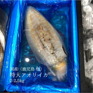 アオリイカ イカ タコの人気商品 通販 価格比較 価格 Com