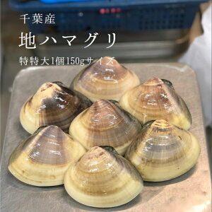 VR n͂܂ ijTCY 1kgi6-7/1150gj tY BBQɂ͍œKIo`̎|ႤI MtgmLFnnn}O n@o[xL[ CN BBQ Ε Εyn