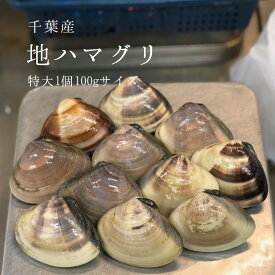 ［鯛の塩焼き同梱用］高級地ハマグリ（千葉産）1kg（8-10個） 蛤 お吸い物用 豊洲直送 【地ハマ1K】 冷蔵