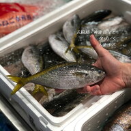 タカベ 鰖 大～特大サイズ 約500g-1kg（1尾約150/250g）式根島・神津島・高知県など【タカベ】冷蔵 豊洲…