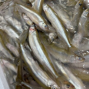 JTM TCY kCY  yzLF ①