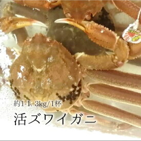 特大活ズワイガニ 最高級品 兵庫/福井/島根/鳥取産 松葉ガニ/越前ガニ 約1.0-1.2kg(1杯)［豊洲直送］贈答 年末年始 グルメ 鮮魚 カニ ズワイ蟹【活ズワイガニ1K】 冷蔵