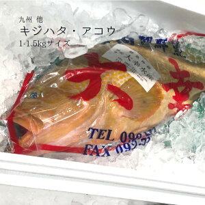 �L�W�n�^ / �A�R�E ���� �� 1��1-1.5kg �y�L�W�n�^1.5KG�z �① 賎q�H��