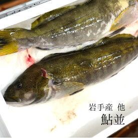 生 アイナメ 鮎並 岩手県 他 1キロサイズ1尾【鮎魚女1Kx1】冷蔵 豊洲市場