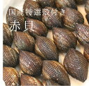 活 特選赤貝 国産（石巻渡波・閖上・岸和田・山口 他） 計500g 豊洲直送 本玉 アカガイ 【国産赤貝500g】 冷蔵