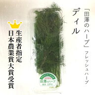 ディル フレッシュハーブ 生 約15-20g 生産者指定 田澤のハーブ 豊洲直送 日本農業賞大賞受賞！【ディル…