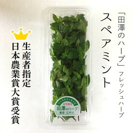 楽天市場 食用 ミントの通販