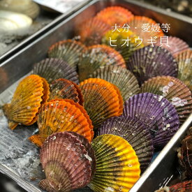 楽天市場 緋扇貝の通販