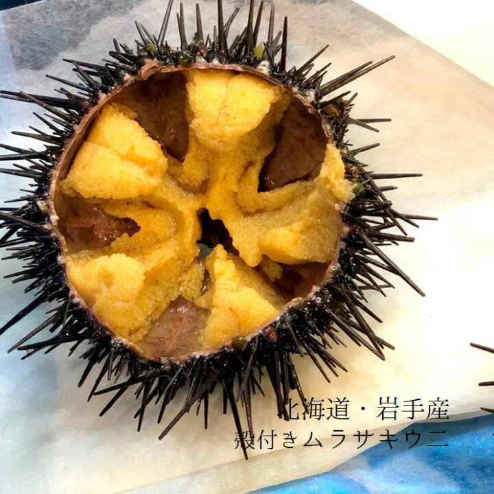 楽天市場】殻付きウニ イガウニ キタムラサキウニ 雲丹 宮城・岩手産  