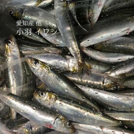 楽天市場 イワシ 大羽の通販