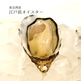 江戸前オイスター 真牡蠣 殻付き牡蠣 生食用カキ 千葉富津産（50-80g/1個） 10個 豊洲直送 かき カキ 【江戸前牡蠣x10個】 冷蔵