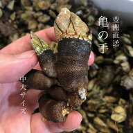 カメノテ 亀の手 500g/1kg 天然 冷蔵 豊洲直送 甲殻類 かめのて お取り寄せ