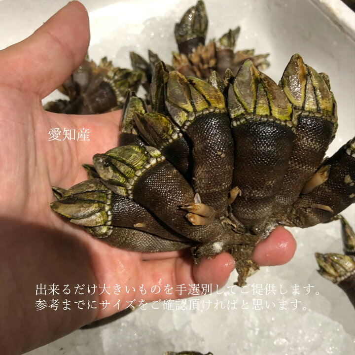 楽天市場 カメノテ 生 亀の手 愛知 他 中 大サイズ 1kg 豊洲直送 亀の手1k 冷蔵 カメのテ Okawari 楽天市場店 楽天市場 カメノテ 生 亀の手 愛知 他 中 大サイズ 1kg 豊洲直送 亀の手1k 冷蔵 カメのテ Okawari 楽天市場店