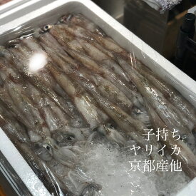 子持ちヤリイカ 鎗烏賊 青森県産 他 1杯100g前後・計500g【子持ちヤリイカ500g】冷蔵 豊洲直送