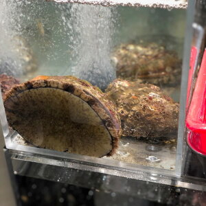  VRNAr Ar TCY 250-300g/1 OEtEsEkC  yNAr250-300gz①