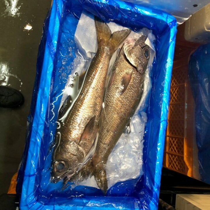 楽天市場 特上クロムツ 千葉産 他 1尾1 1 5キロサイズ 黒ムツ Kuromutsu Tokujyo クロムツ1 1 5k 豊洲市場 冷蔵 Okawari 楽天市場店
