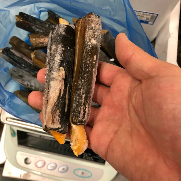楽天市場 冷凍 マテ貝 約1kg 国産 山口県産 他 豊洲直送 マテガイ マテ貝 1k Okawari 楽天市場店