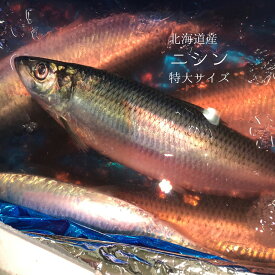 生 ニシン 鰊 北海道産 大サイズ 1kg 鮮魚【ニシン1K】冷蔵 豊洲直送