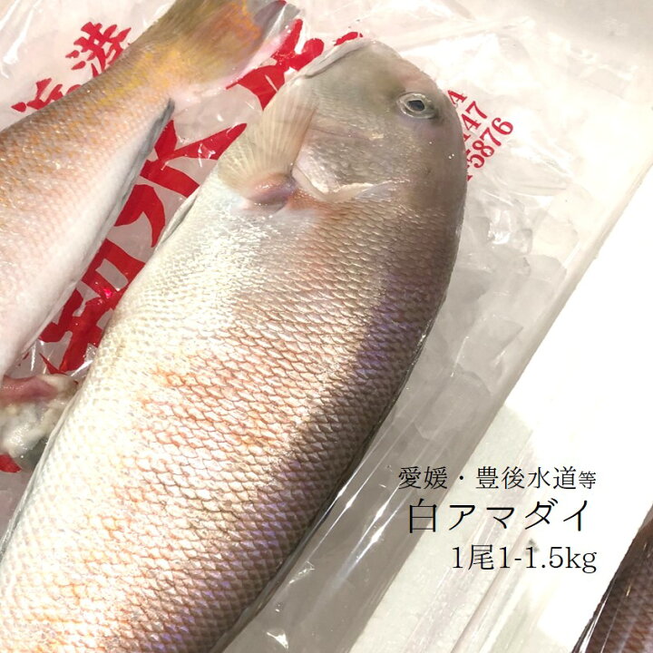 楽天市場】シロアマダイ 豊後水道 1尾1-1.4kg【白川1-1.4kg】シラカワ 