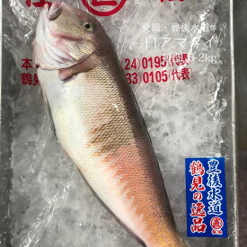 楽天市場 白 甘鯛の通販