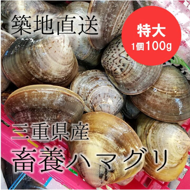 良好品 天然 地はまぐり 活 国産 超特大サイズ 約0g 個 約3kg 千葉産 qに最適 ギフト 豊洲直送 地ハマグリ 地蛤 バーベキュー 海鮮 q お歳暮 御歳暮 冷蔵 Fucoa Cl