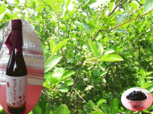 yzAAjSʏ`@œ[AVY@AAj@AgVAj̓u[x[2{AH@ۂ̓oii6{A_CGbgA̓bRā@N@@500ml×12{