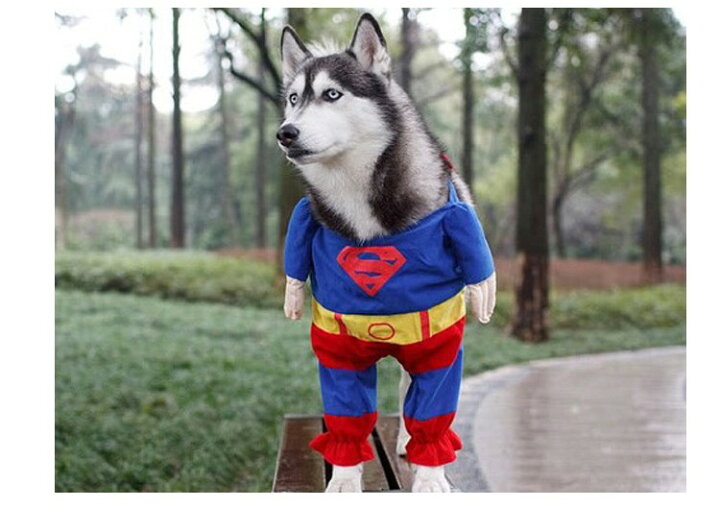楽天市場 全品 Off ドッグウェア 犬服のトレーナー ワンちゃんがスーパーマンに変身 Unicona 楽天市場店