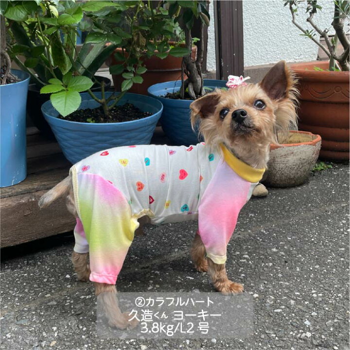 楽天市場】犬 服 犬服 小型犬 胴長 Web限定ハートプリントカバーオール 