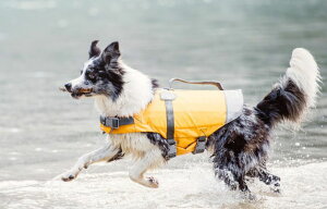 j[fCtWPbg p tb^ Hurtta ^E^p yz̉jT|[gIhbOEFA Life Jacket pCtWPbg  hbO AEghA tB