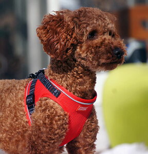 y݌ɌzyZ[iɂԕiEsz Topcanis×Ratia hbOv~AbVxXg^\tgn[lX n[lX ^ ^ p   lR|X܂͂䂤pPbg