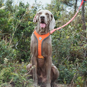 �y���^�E���^�E��^���z ���p �n�[�l�X ���[�h ���� ���� ���[�h�Z�b�g �U�� �ȒP���� �������u�����h