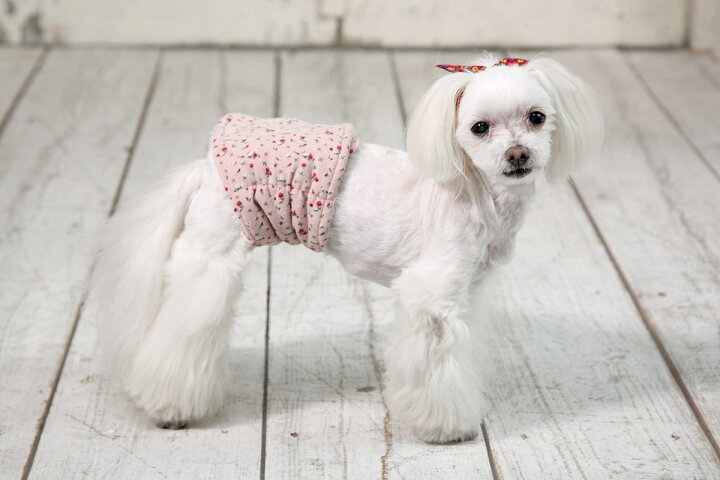 楽天市場 腹巻きサーモベルトxxs xs 犬と生活腹巻き あったか 簡単 冷え防止 ヌクヌク ボア 犬と生活 猫の暮らし 楽天市場 腹巻きサーモベルトxxs xs 犬と生活腹巻き あったか 簡単 冷え防止 ヌクヌク ボア 犬と生活 猫の暮らし