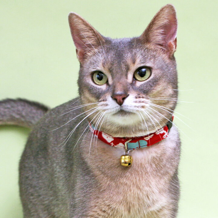 楽天市場】【猫 首輪 猫首輪 セーフティ 鈴 おしゃれ 和風 和柄 安全  