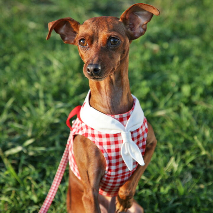 楽天市場 30 offセール 犬服 ハーネス 胴輪 散歩 保冷剤 クール オシャレ ボディハーネスギンガムセーラー4号 小型犬用 L W D 犬 と生活保冷剤を入れるポケット付き洋服と一体型で簡単装着できるクール胴輪 犬と生活 猫の暮らし 楽天市場 30 offセール 犬服 ハーネス 胴輪 散歩 保冷剤 クール オシャレ ボディハーネスギンガムセーラー4号 小型犬用 L W D 犬 と生活保冷剤を入れるポケット付き洋服と一体型で簡単装着できるクール胴輪 犬と生活 猫の暮らし